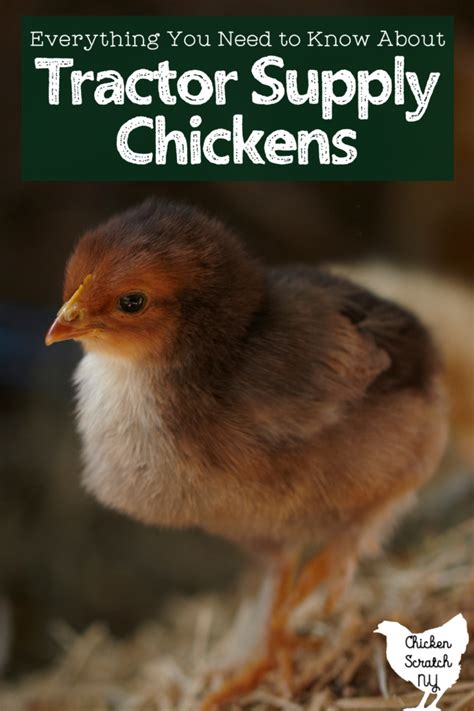 tsc chicken breeds|chicks available at tractor supply.